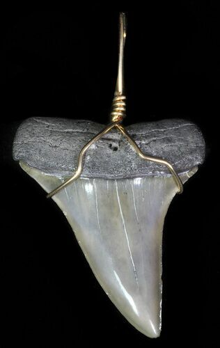 Polished, Fossil Mako Shark Tooth Pendant #65573